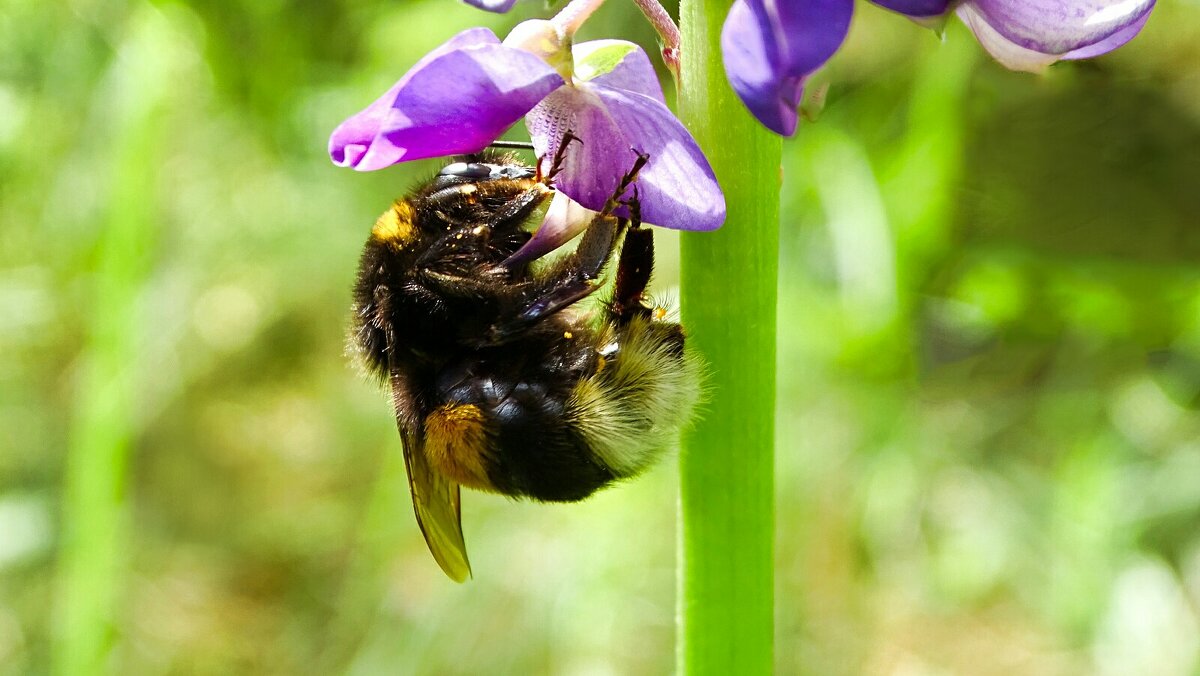 Трудяга - шмель. - Милешкин Владимир Алексеевич 