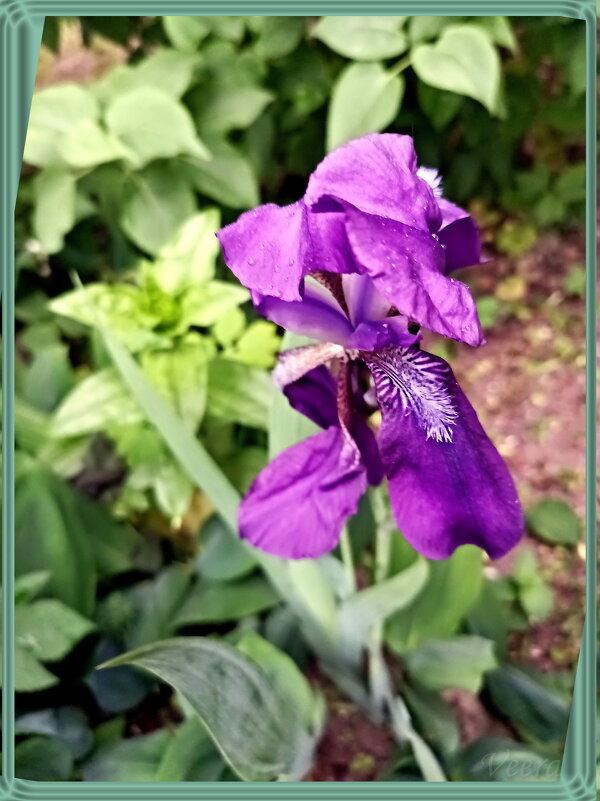 Ирис - Veera V Ирис - Veera V