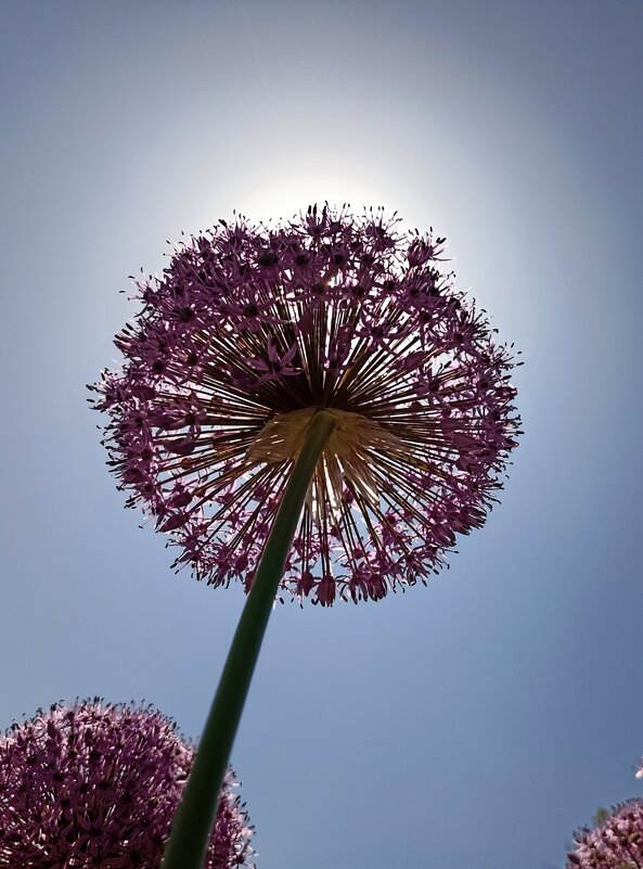 Солнечное лето - Pippa Солнечное лето - Pippa