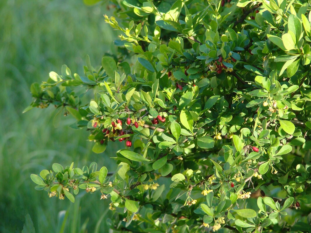 Весенний барбарис - Syntaxist (Светлана) Весенний барбарис - Syntaxist (Светлана)