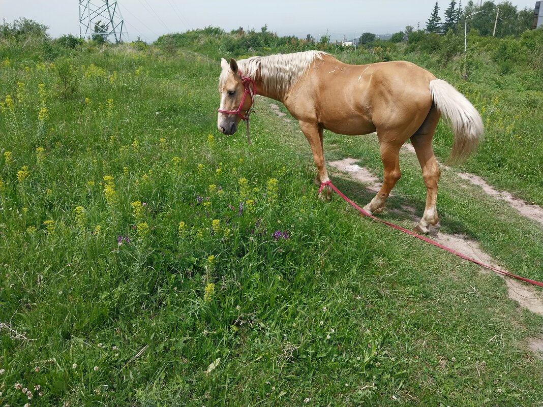 Talgar. - Murat Bukaev 