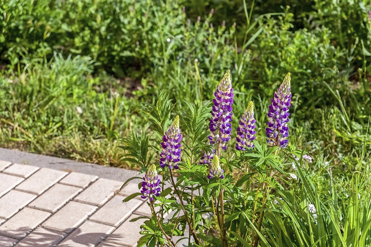 Здравствуй лето! - Валерий Иванович Здравствуй лето! - Валерий Иванович