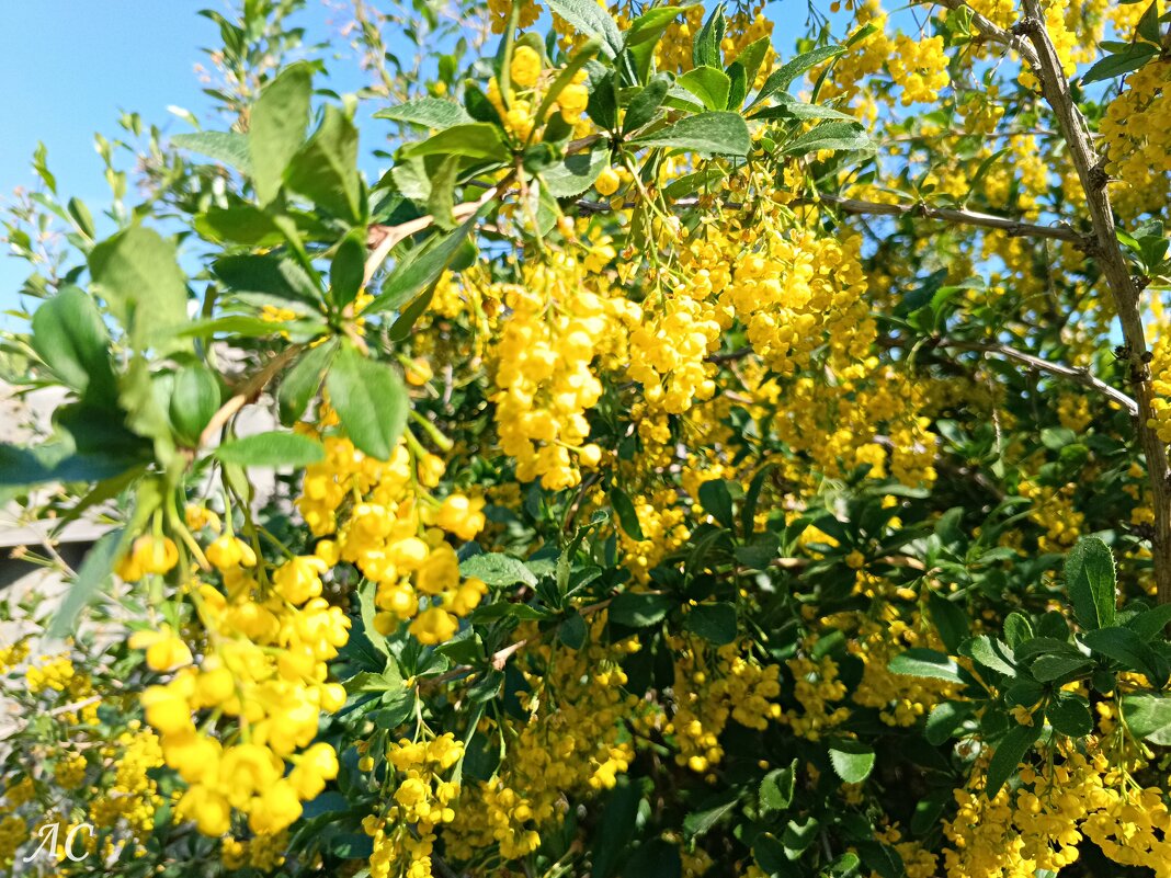Обильное цветение барбариса - Любовь Сахарова