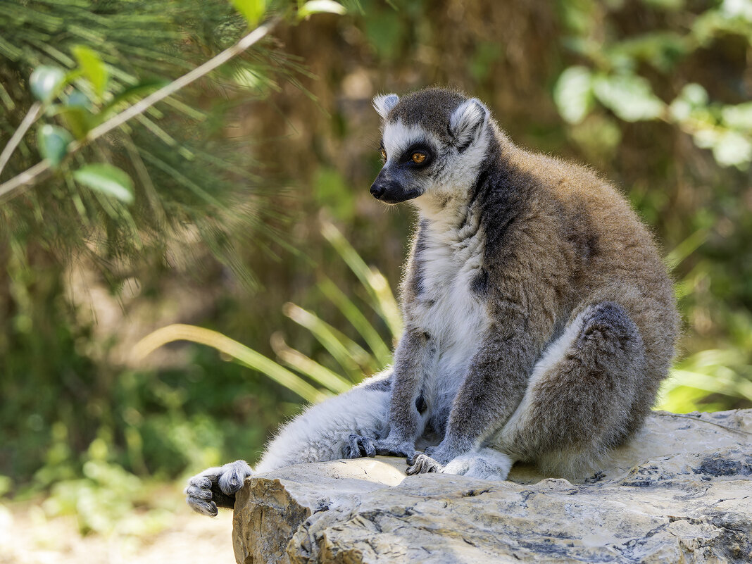 Кошачий лемур. - Alexander Amromin