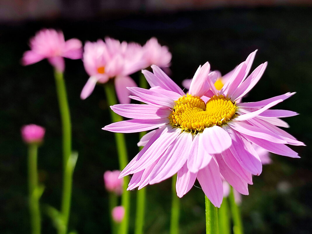 Сердечный летний привет - Валентина Богатко 