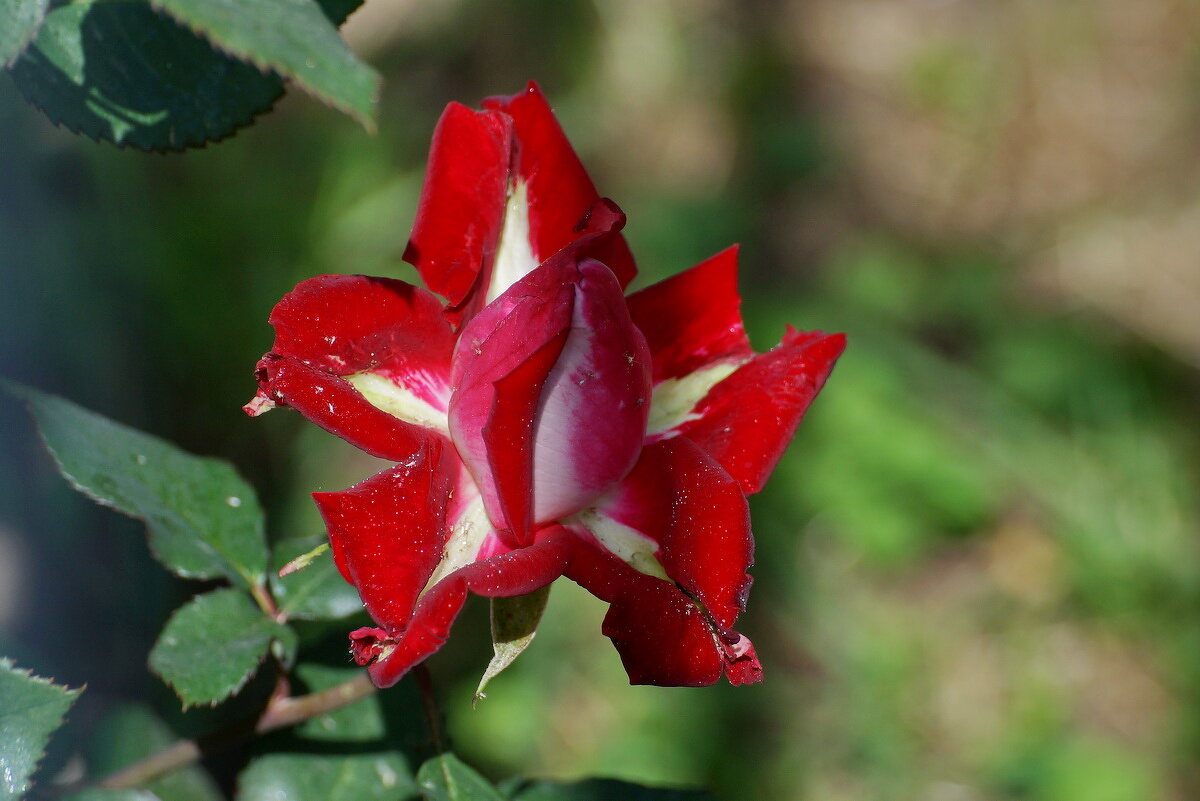 И вот ОНО ЛЕТО... - Николай Саржанов И вот ОНО ЛЕТО... - Николай Саржанов