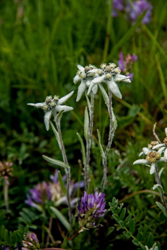 Эдельвейс - Виктор Фоменко Эдельвейс - Виктор Фоменко