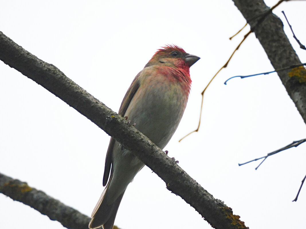 Чечевица - Лина 
