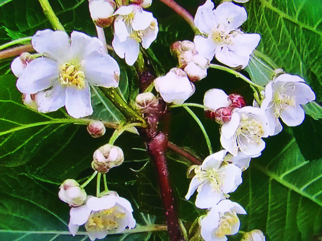 Актинидия цветёт - Людмила Смородинская