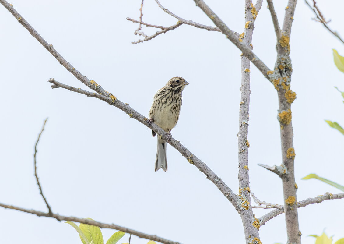 ? - юрий макаров