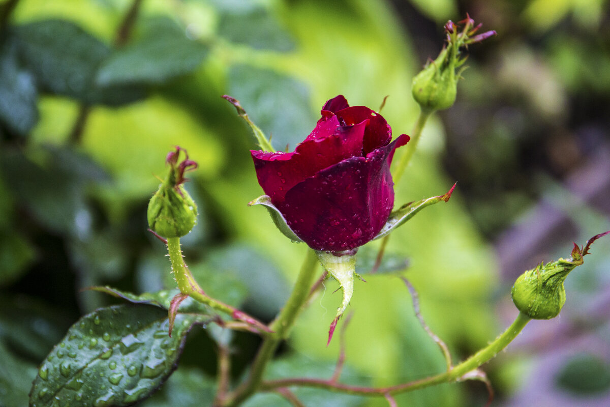 Бутон бархатной розы - Валентин Семчишин Бутон бархатной розы - Валентин Семчишин