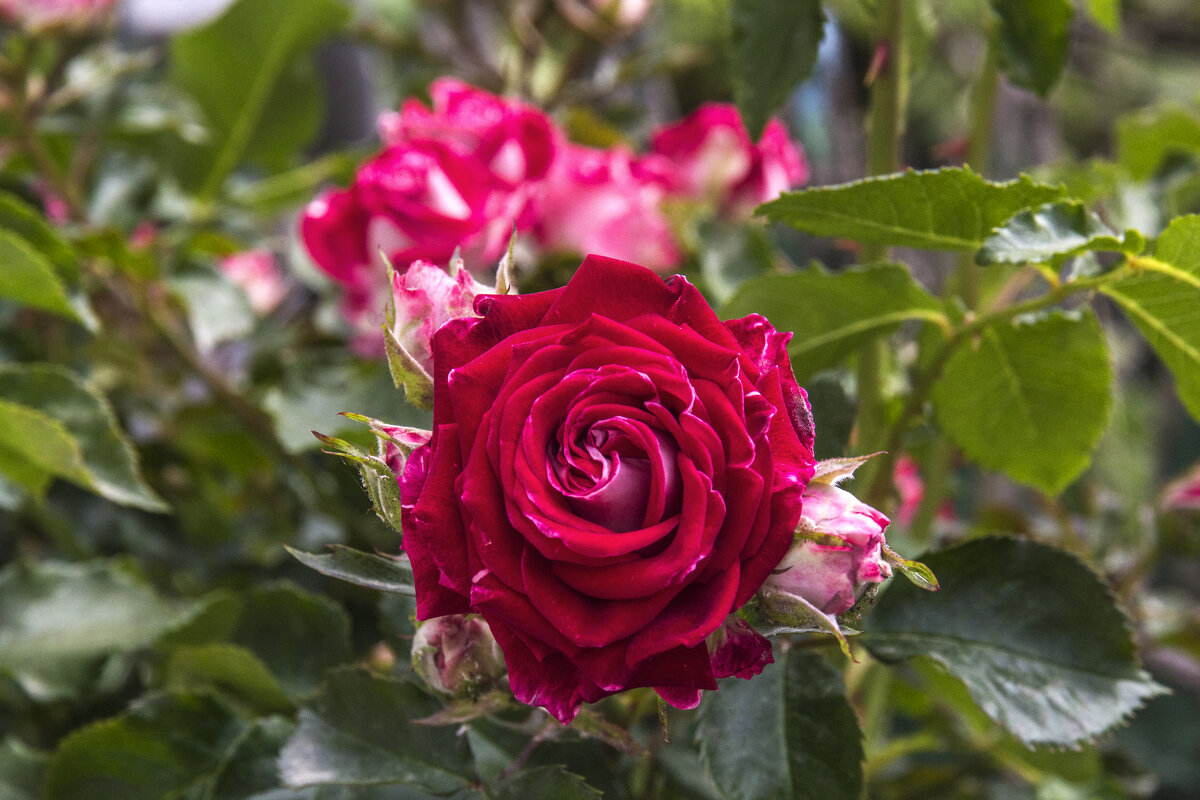 Алая роза  Руби Стар - Валентин Семчишин