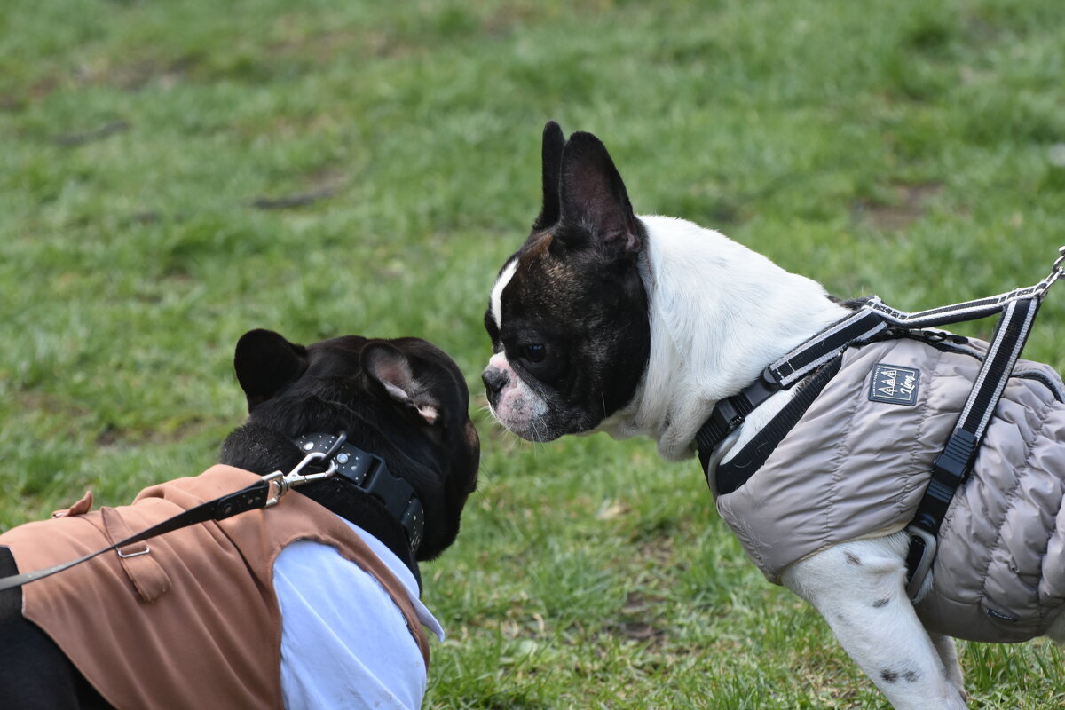 Москва. Парад французских бульдогов в усадьбе «Воронцово». - Наташа *****