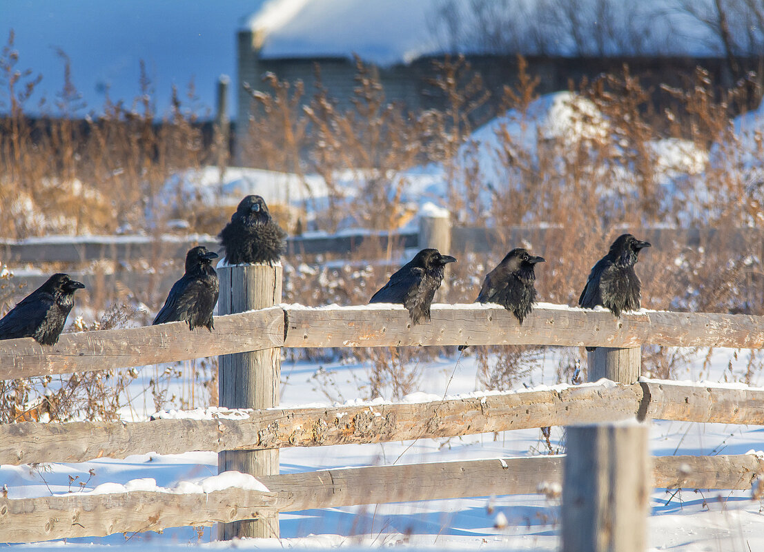 Аксакалы. - Михаил Белоусов