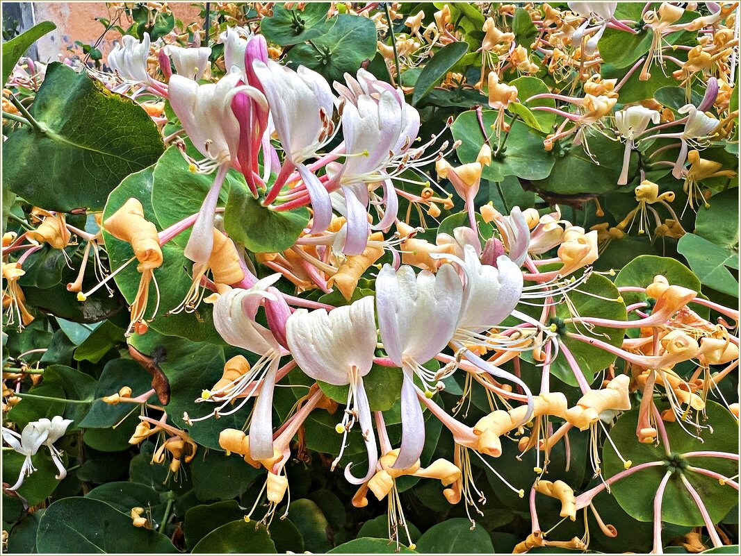 Во всей красе. - Валерия Комова Во всей красе. - Валерия Комова