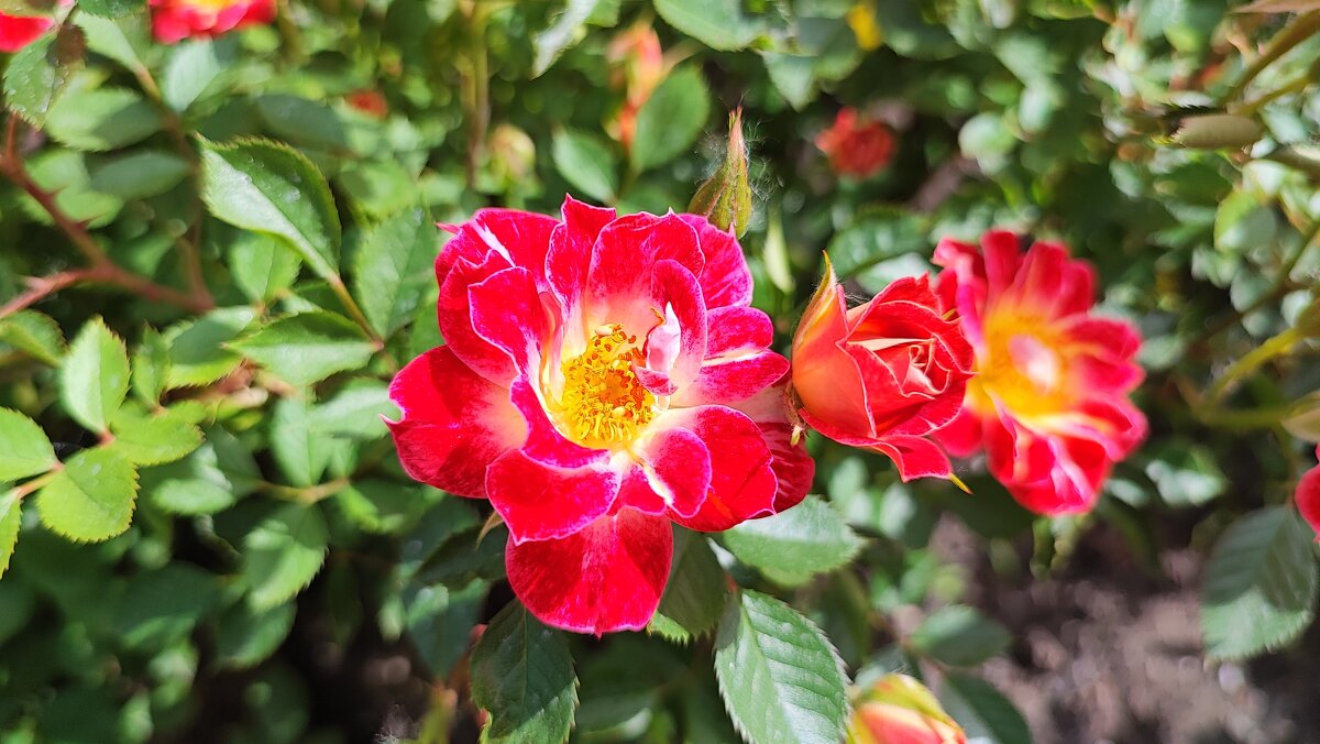 ,,, - Сергей Тимоновский