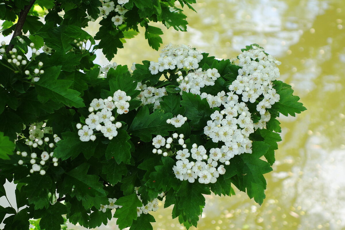 Цветет Боярышник - Рита Симонова