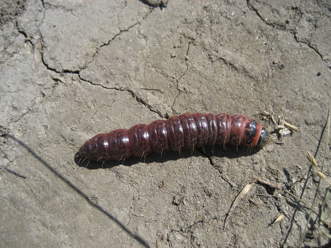 Древоточец пахущий - Anna Ivanova Древоточец пахущий - Anna Ivanova