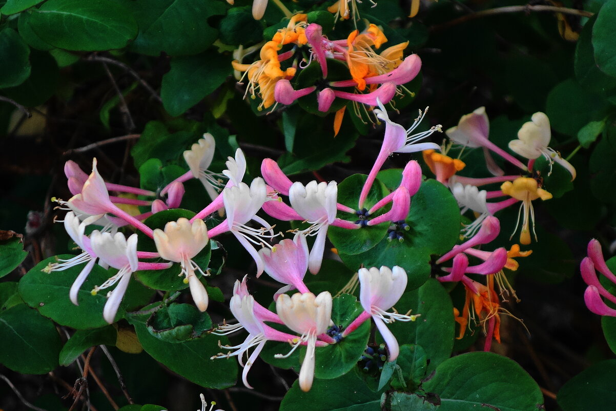 Цветет Каприфоль - Рита Симонова