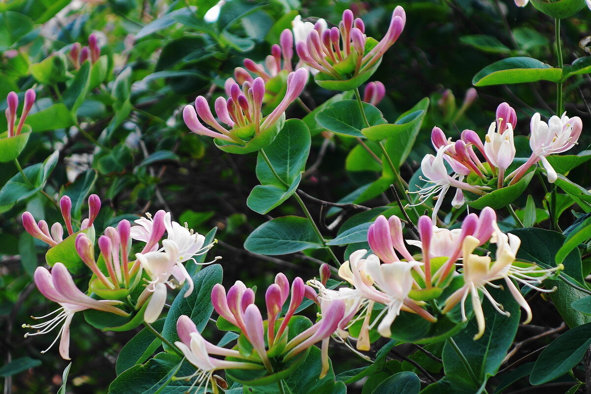 Цветет Каприфоль - Рита Симонова