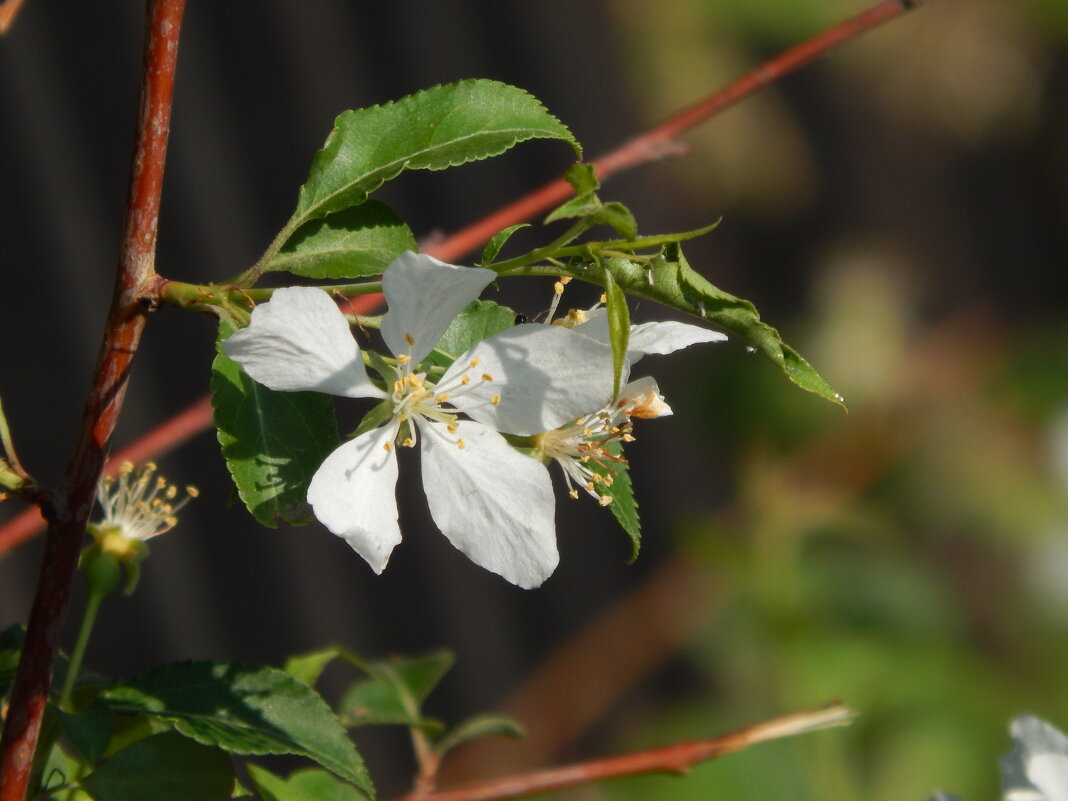 Яблони в цвету - Екатерина Панова Яблони в цвету - Екатерина Панова