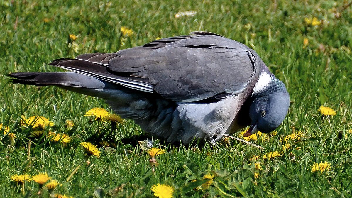 Вяхирь - Alexandеr P