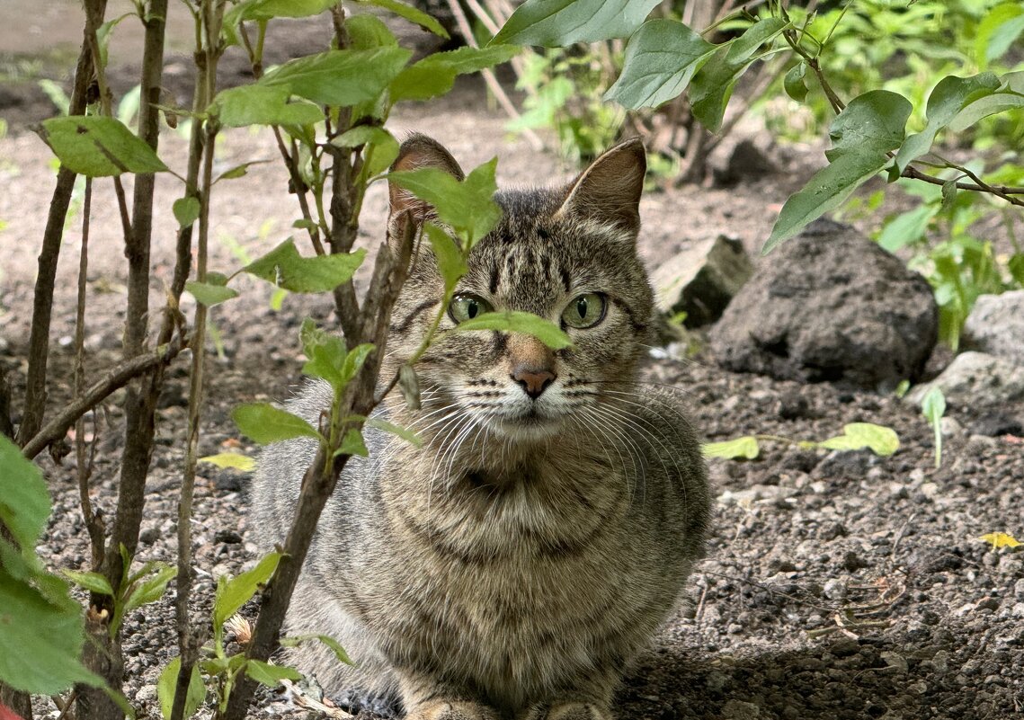 Взгляд охотника - Анна Камс