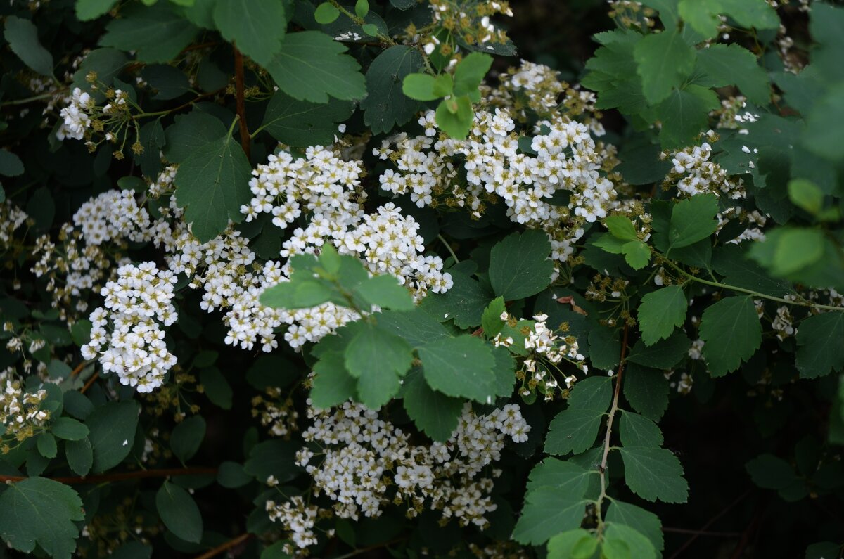 Спирея Вангутта - Oleg4618 Шутченко