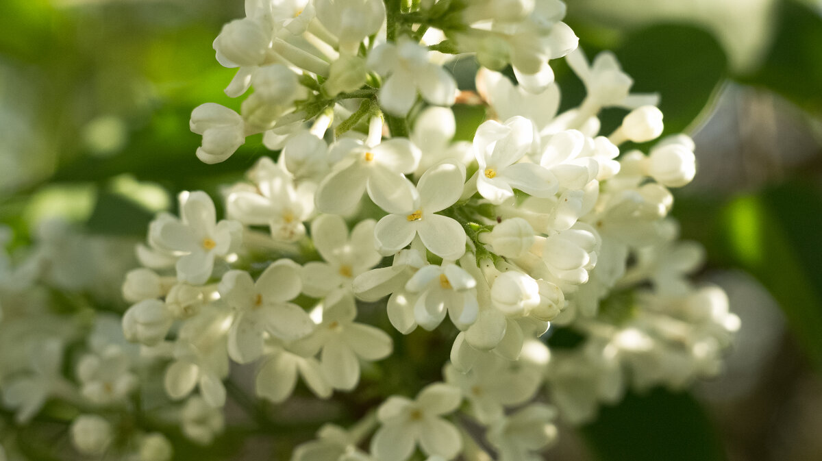 White Lilac | 1 - Sergey Sonvar