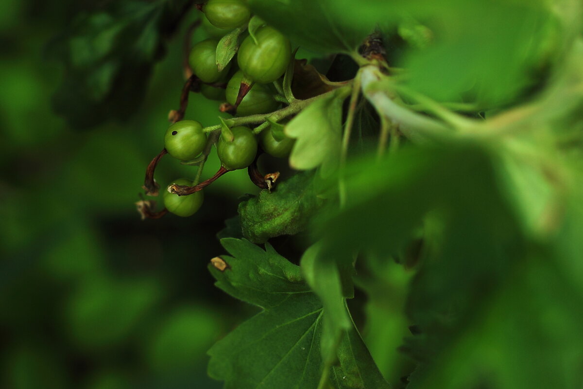 Чёрная смородина - Юрий Гайворонскiий Чёрная смородина - Юрий Гайворонскiий