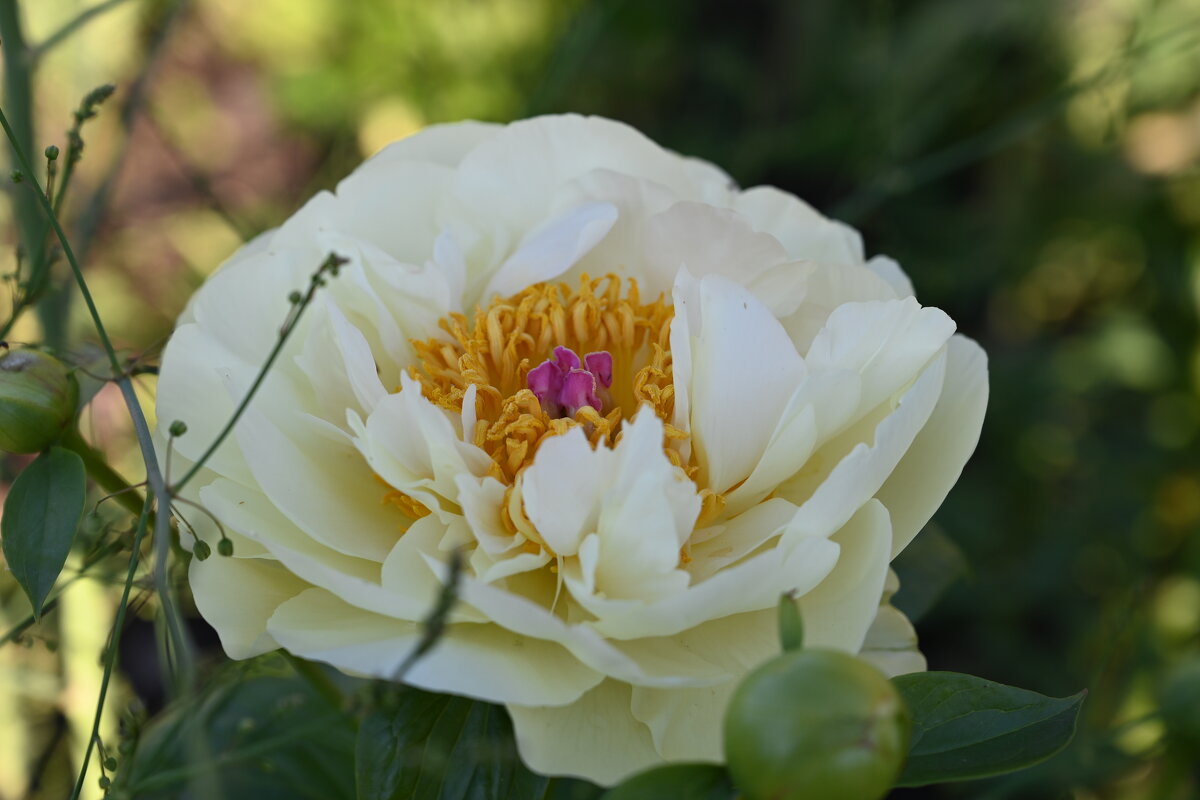 Цветок - redfox 