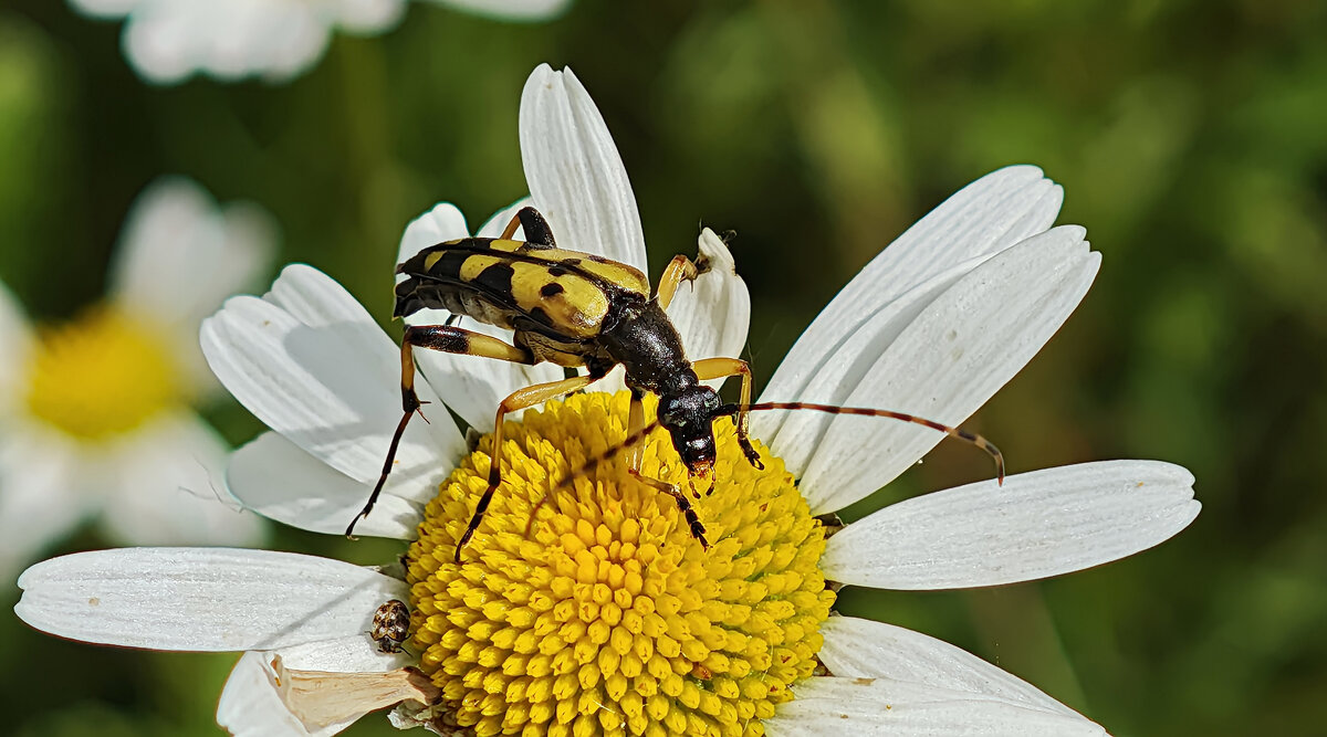 ---------- - igor G.