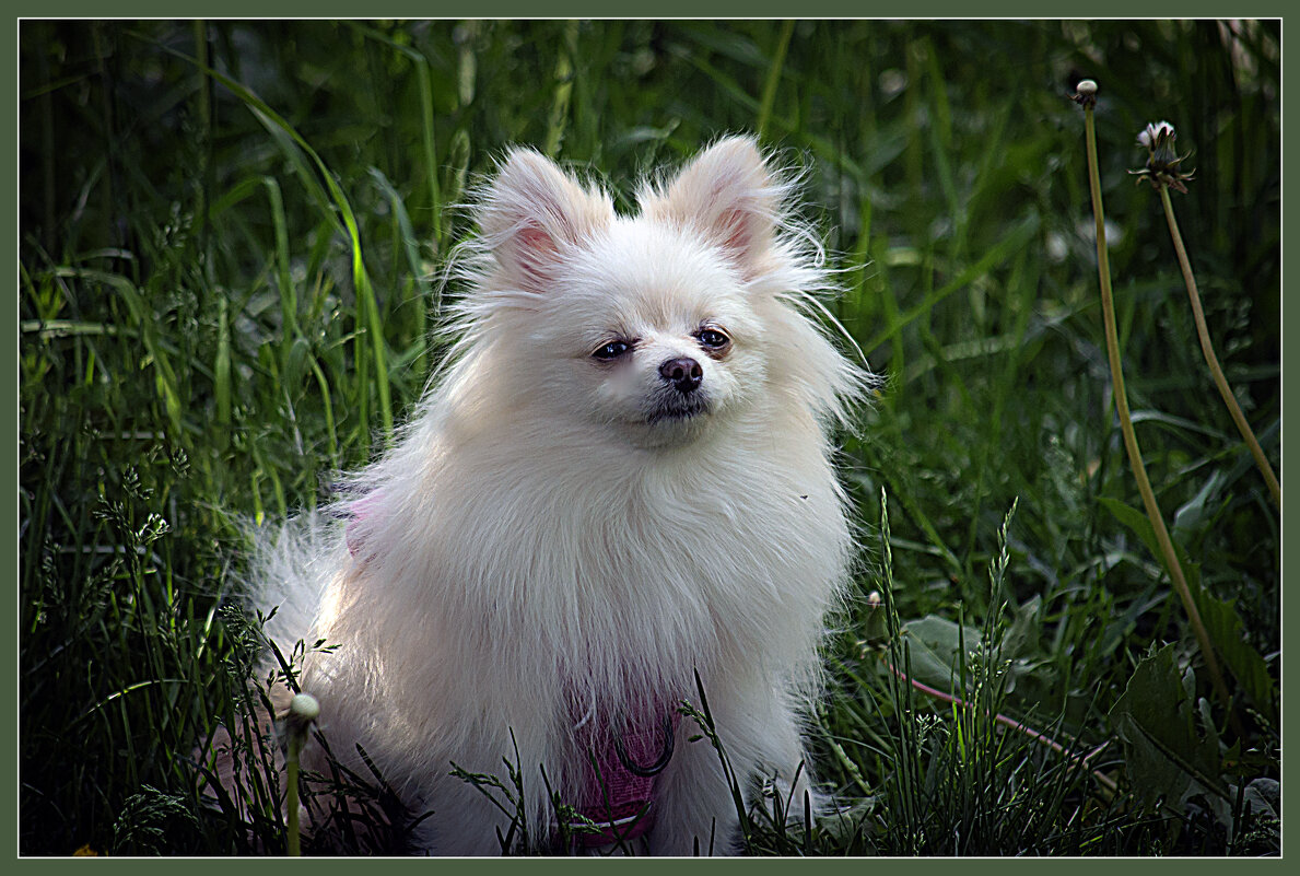 Сними меня - Владимир Кроливец Сними меня - Владимир Кроливец