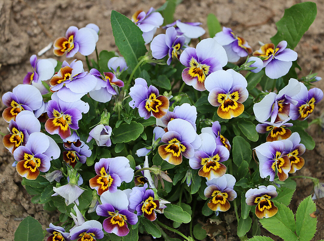 С первым днём лета! - Светлана С первым днём лета! - Светлана