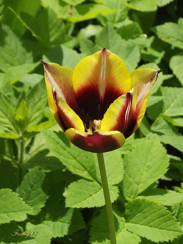 Тюльпан - Freddy 97