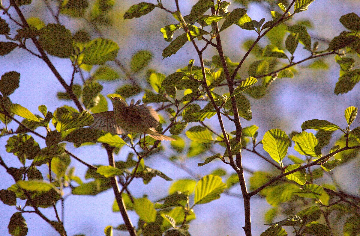Птица в полете - Танзиля Завьялова Птица в полете - Танзиля Завьялова