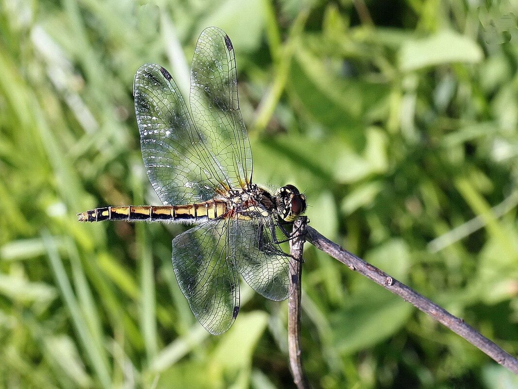 Стрекоза - ZNatasha -