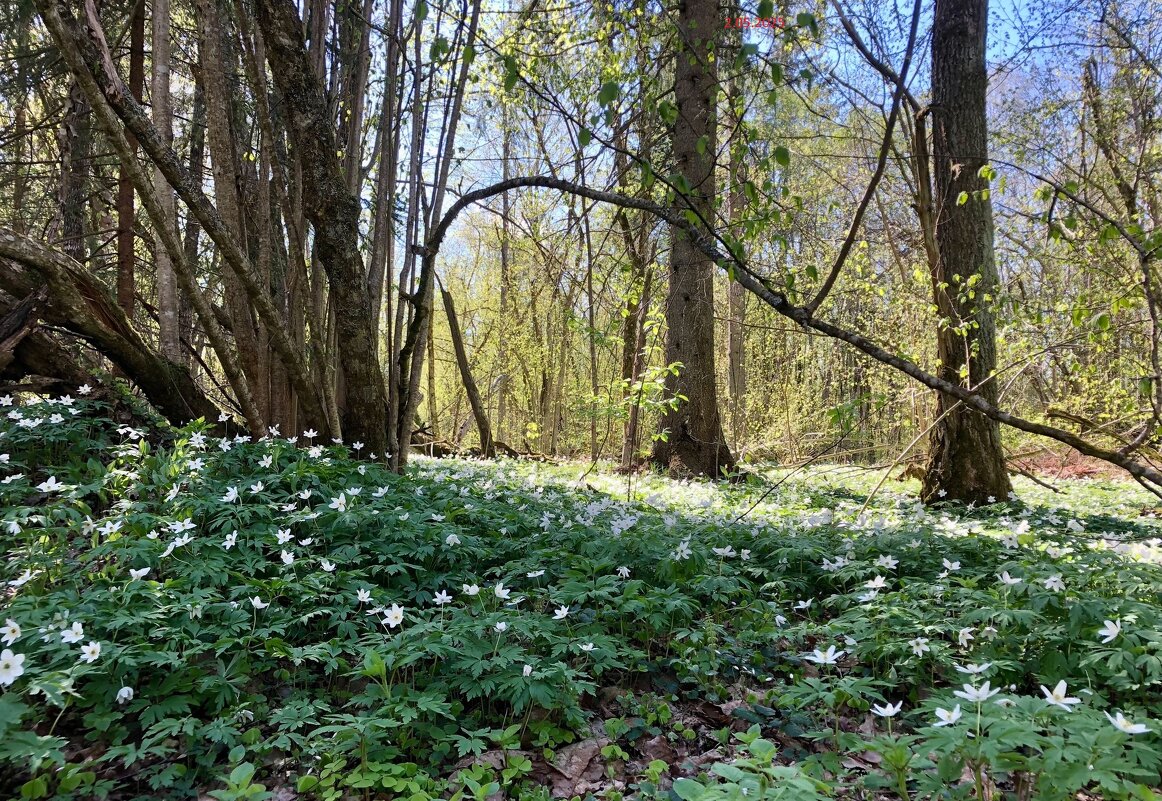 Псковская область, Бежаницкий район, май. - Лидия Беляева 