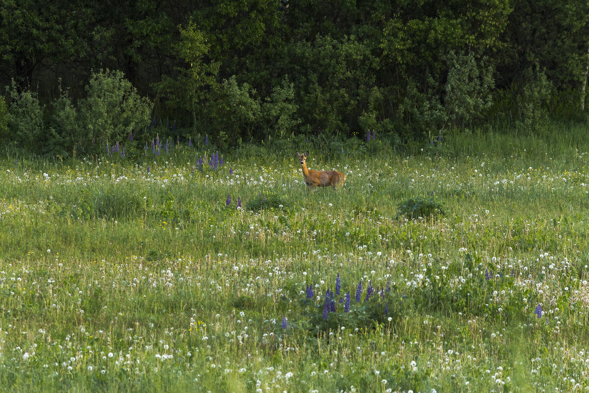 Косуля вышла на луг - Алексей Булак
