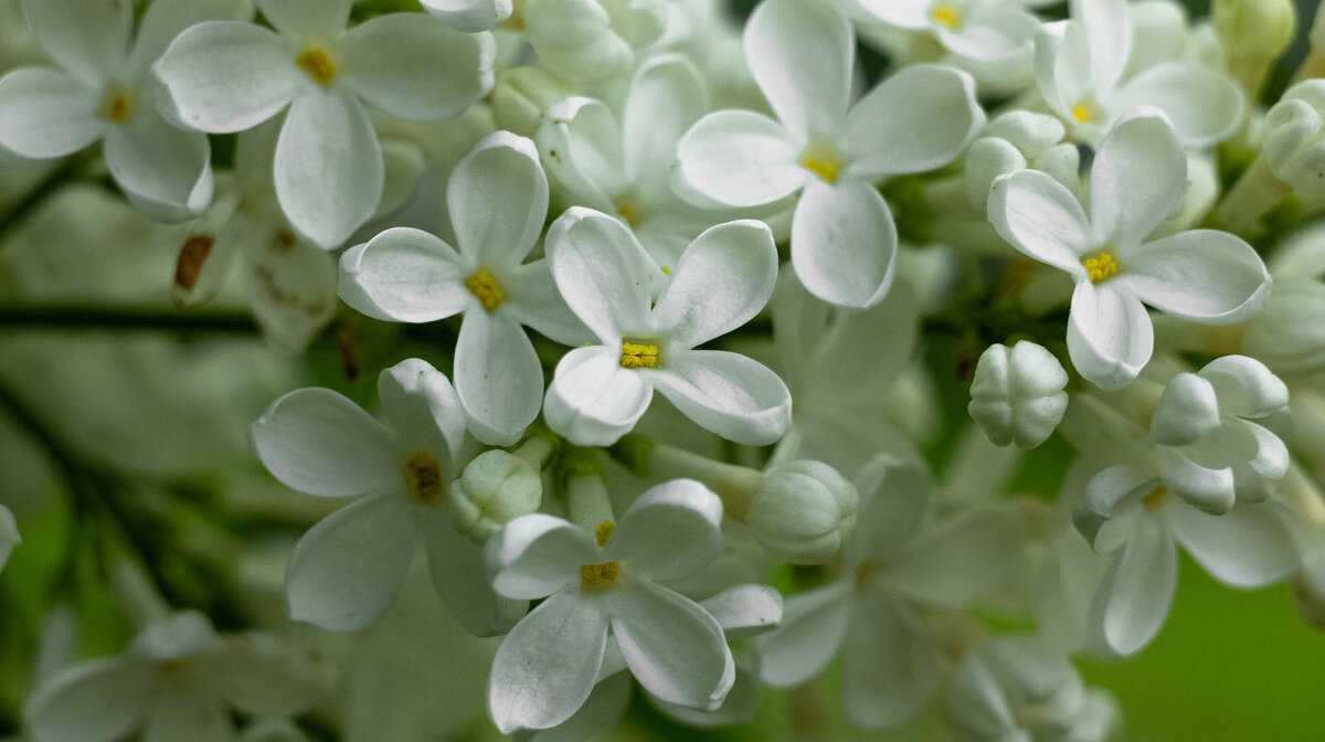 White Lilac | 4 - Sergey Sonvar White Lilac | 4 - Sergey Sonvar