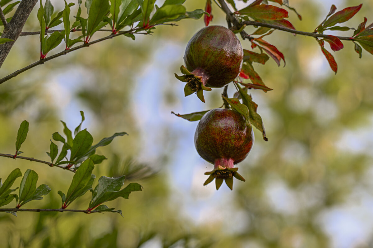 * - Осень * - Осень