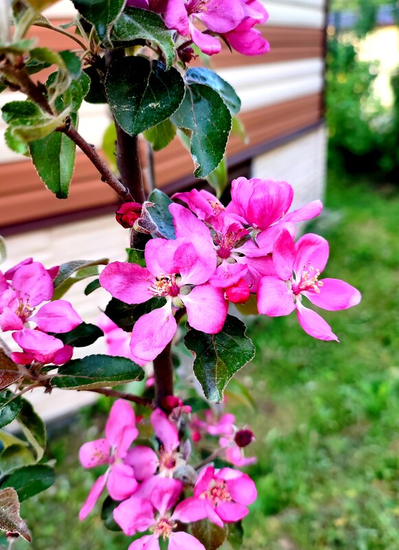 Яблони цветут... - Ирина 