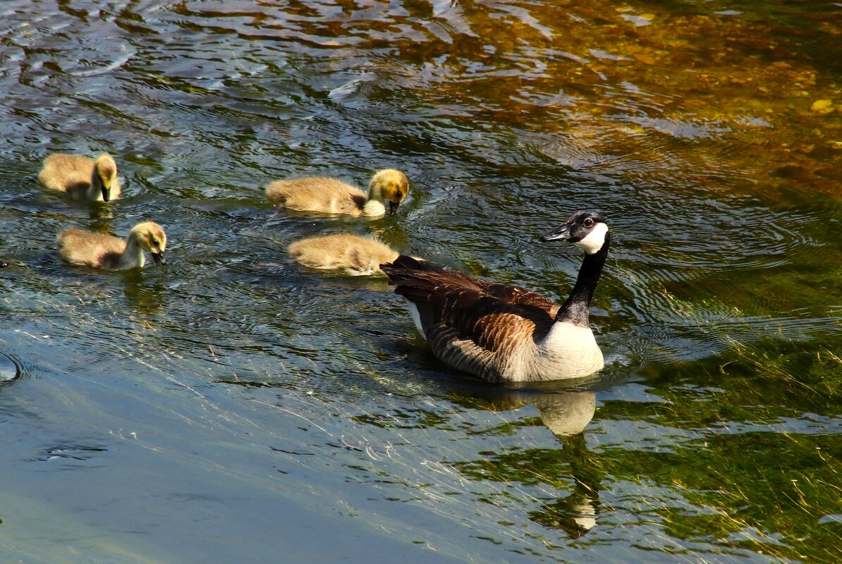 Водные процедуры - Юрий. Шмаков Водные процедуры - Юрий. Шмаков