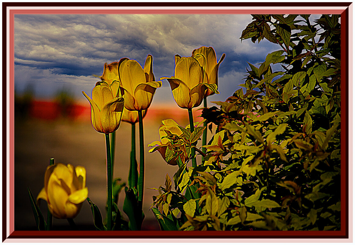 Жёлтые тюльпаны - Владимир Кроливец Жёлтые тюльпаны - Владимир Кроливец