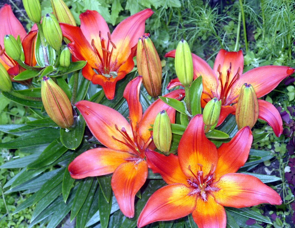 Лилии. - Ирина *** Лилии. - Ирина ***