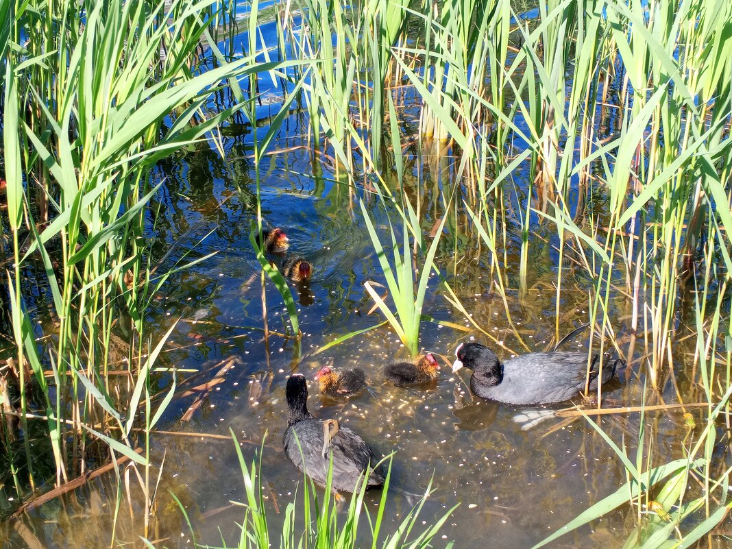 Лысухи - Сапсан 