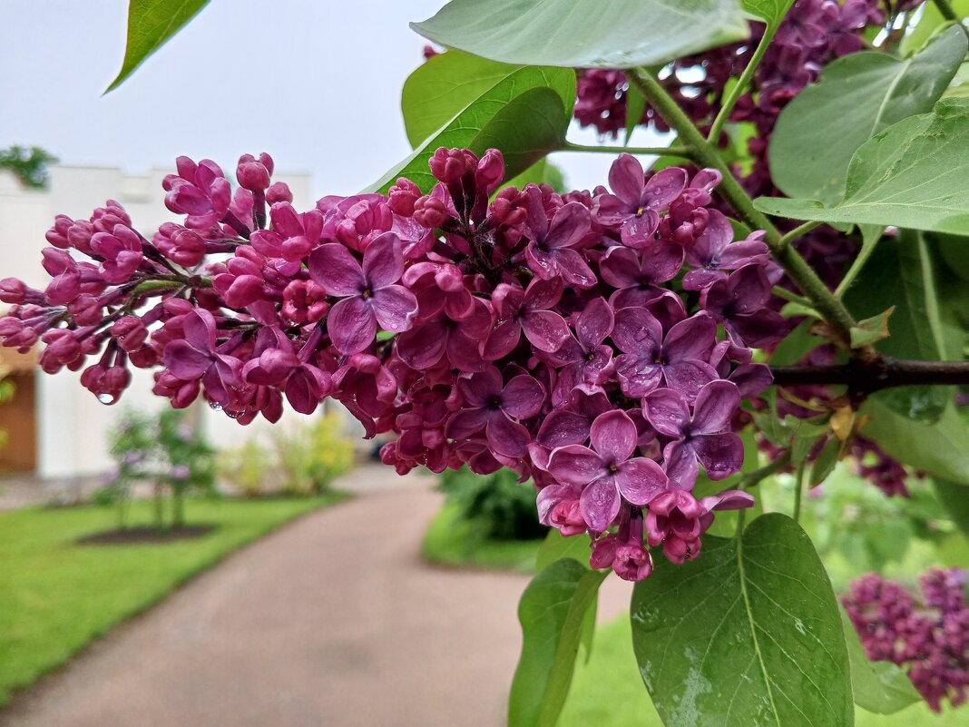 Сирень - Сапсан 