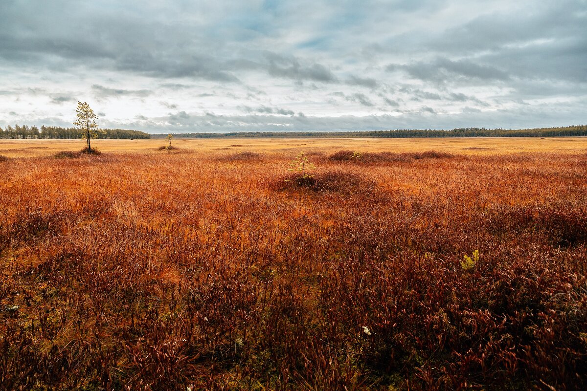 За клюковкой - Дмитрий Стёпин
