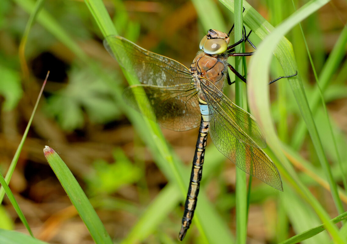 Стрекозы конца мая 2 - Александр Прокудин Стрекозы конца мая 2 - Александр Прокудин