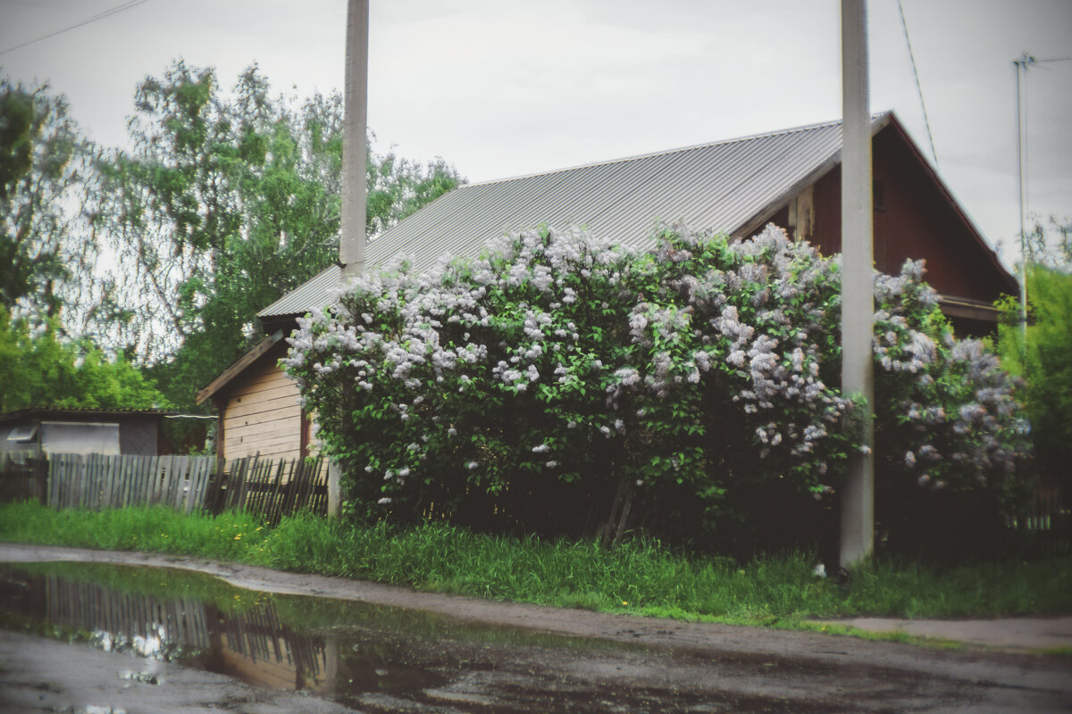 Цветёт сирень - Сергей Царёв Цветёт сирень - Сергей Царёв